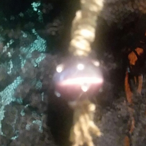 Twisted Cord Bracelet - Picture 3 of 8